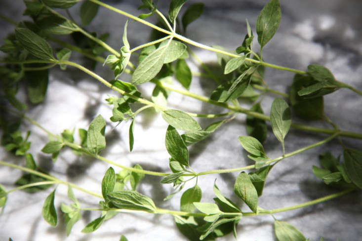 For more, see What Can I Do with All This Oregano? Photograph by Meredith Swinehart.